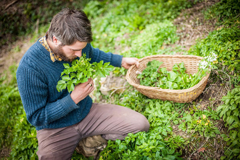 foraging, raccogliere cosa offre la natura