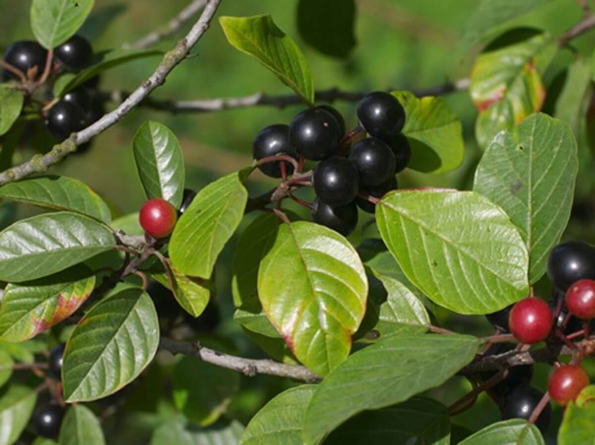 cascara sagrada