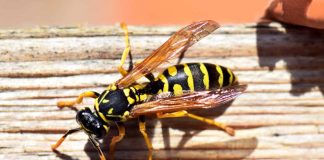 Api e vespe: rimedi naturali per tenerle lontane senza ucciderle