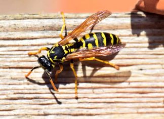 Api e vespe: rimedi naturali per tenerle lontane senza ucciderle