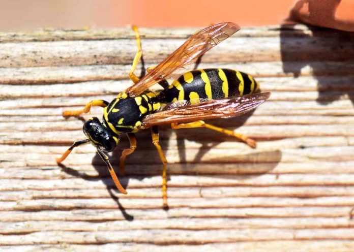 Api e vespe: rimedi naturali per tenerle lontane senza ucciderle