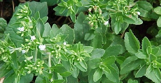 pianta di stevia per fare lo zucchero