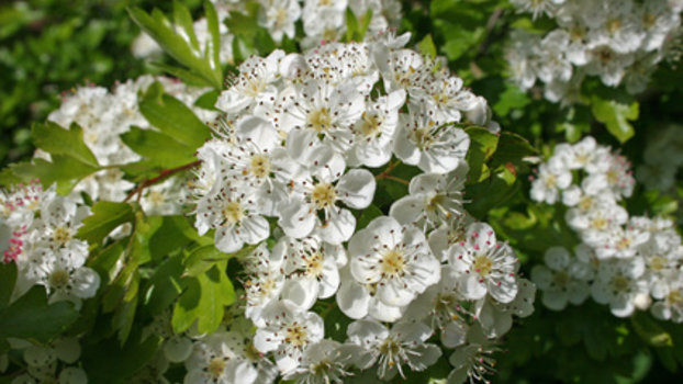 biancospino