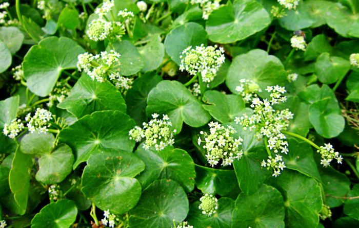 centella asiatica