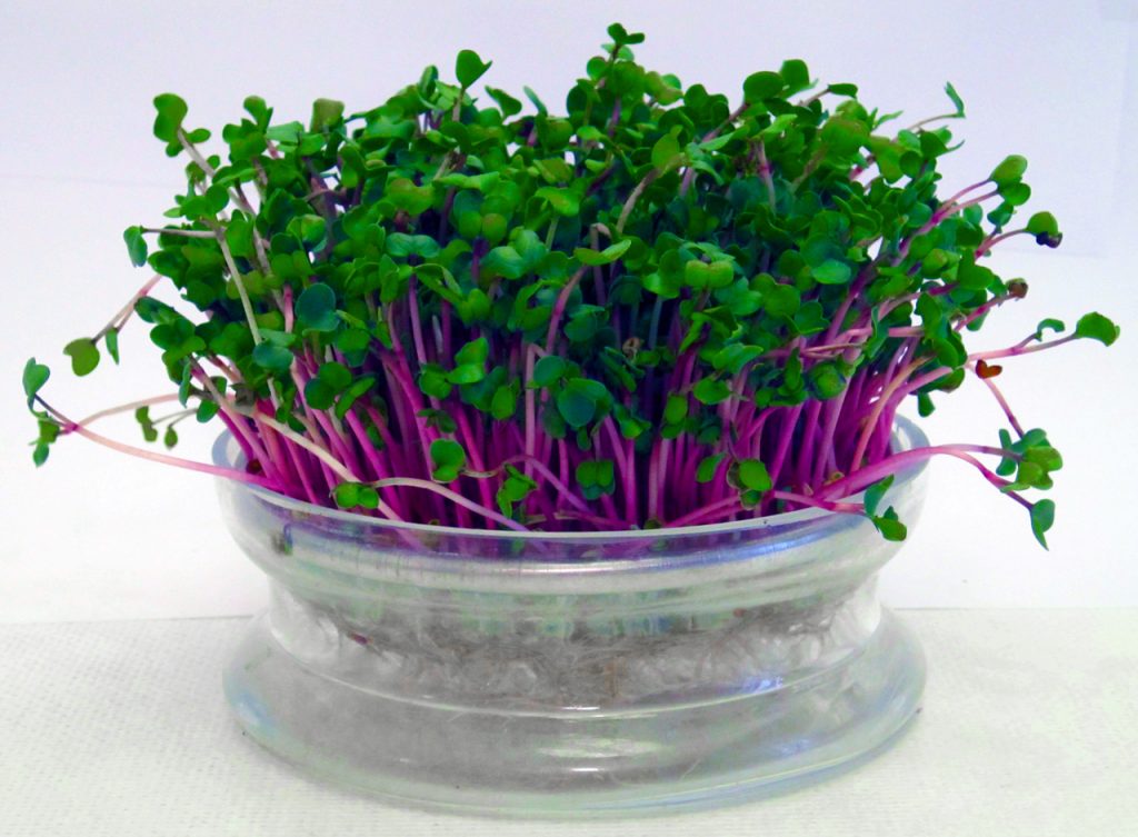 Germogli di semi di chia (germogliati