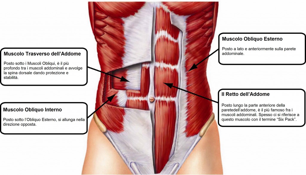 schema dei muscoli addominali
