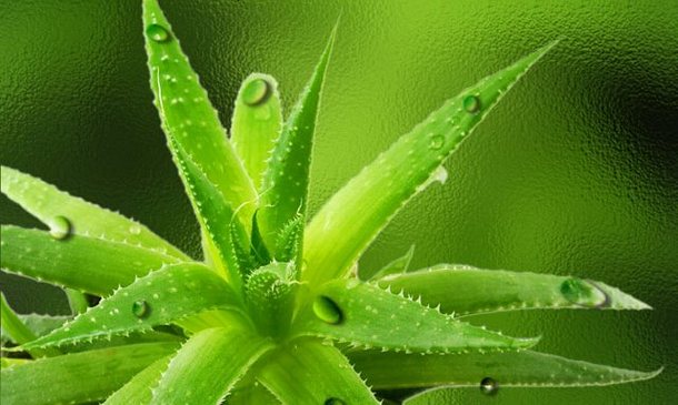 aloe vera per il reflusso gastrico