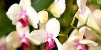 Come curare le orchidee in casa per fioriture spettacolari