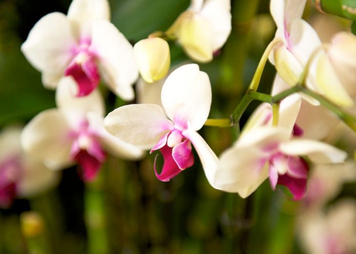 Come curare le orchidee in casa per fioriture spettacolari