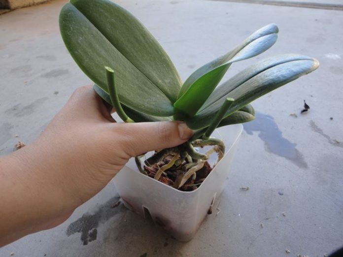 Come Curare Le Orchidee In Casa Per Fioriture Spettacolari Benessere