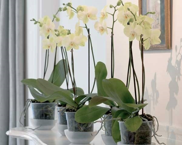 orchidee in casa
