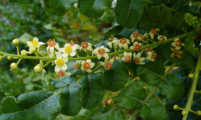 Boswellia aspirina naturale