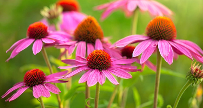 echinacea aspirina naturale