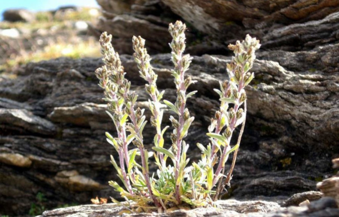 genepy aspirina naturale