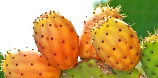Olio di cactus, un potente antiage naturale
