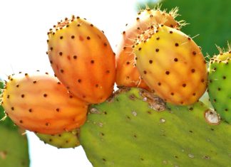 Olio di cactus, un potente antiage naturale