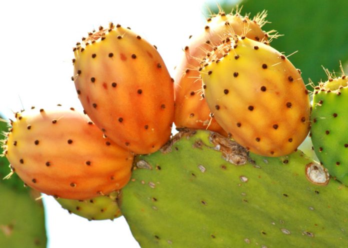 Olio di cactus, un potente antiage naturale