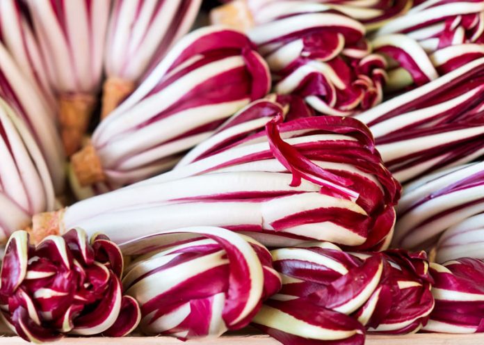 radicchio rosso