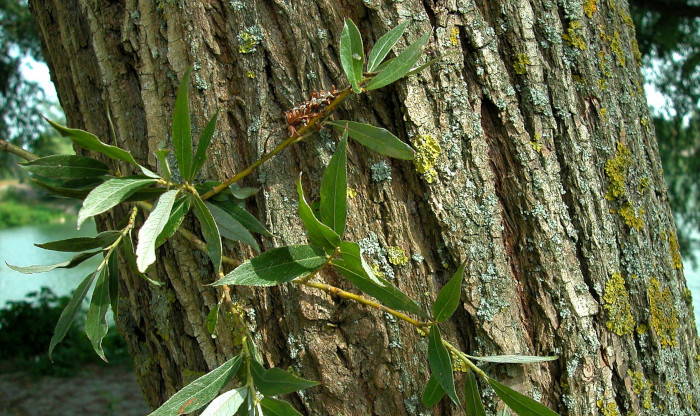 salice bianco aspirina naturale