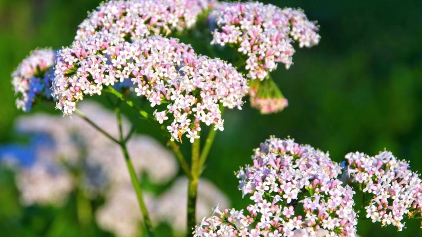 pianta di valeriana