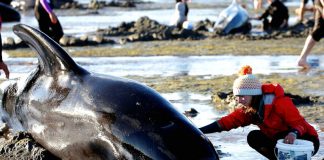 140 delfini si spiaggiano e muoiono tutti insieme in Nuova Zelanda