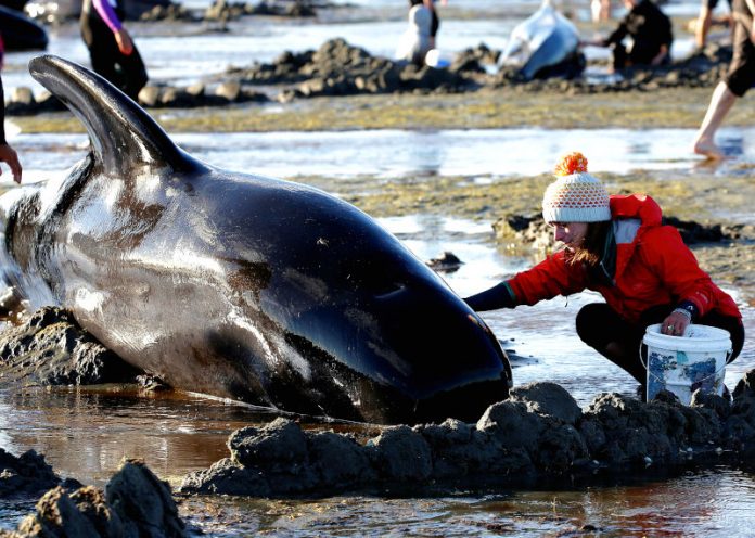 140 delfini si spiaggiano e muoiono tutti insieme in Nuova Zelanda