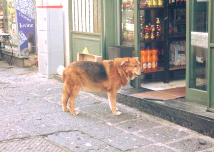 Morto il cane che ogni giorno andava a trovare il padrone sulla sua tomba