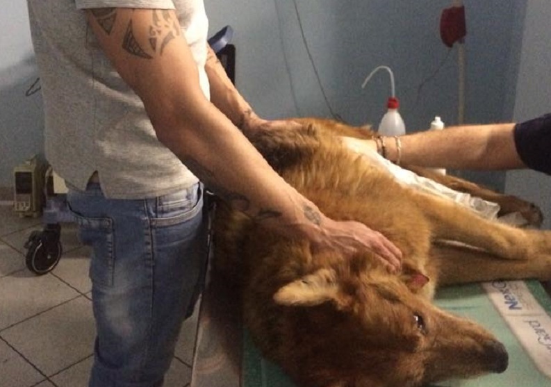 morto il cane che andava tutti i giorni sulla tomba del padrone