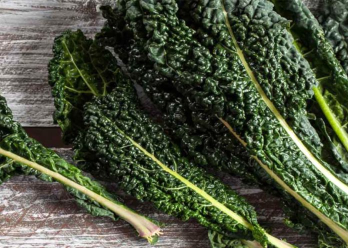 cavolo nero