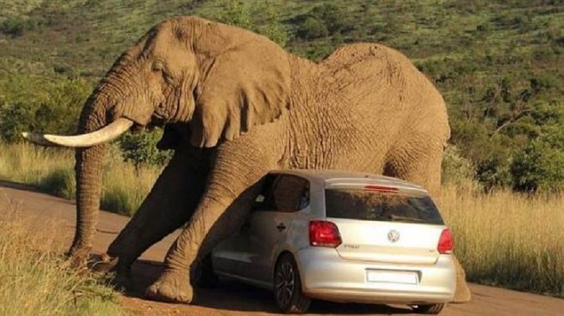 elefante pericolo per l'uomo