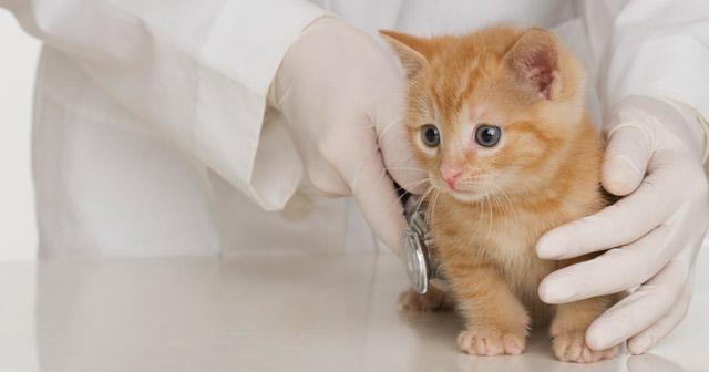 multata per aver soccorso un gattino sulla strada