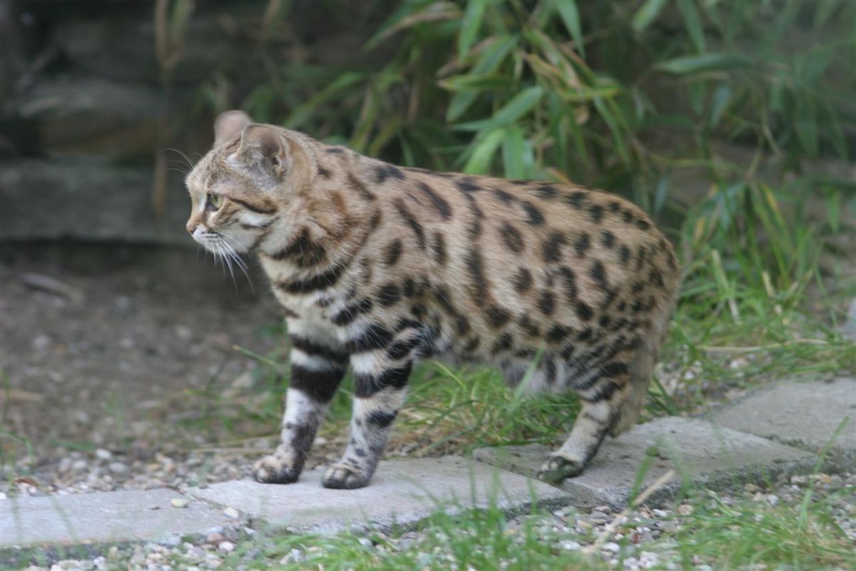 gatto dai piedi neri