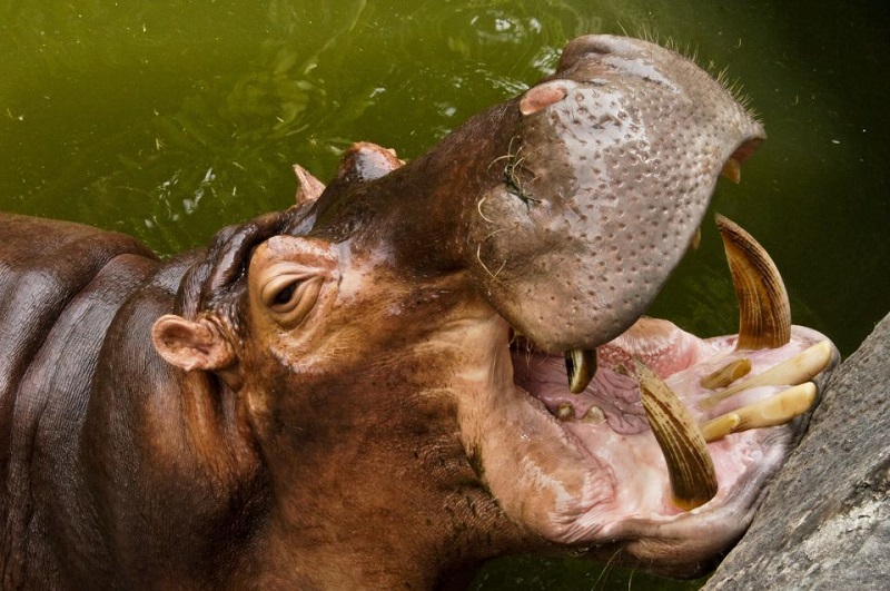 ippopotamo animale pericoloso per l'uomo