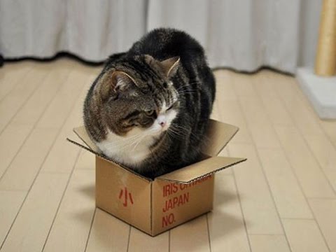 gatto dentro ad una scatola