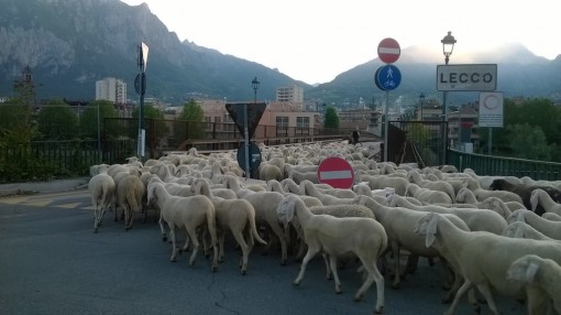 gregge di pecore attraversa il centro cittadino di Lecco