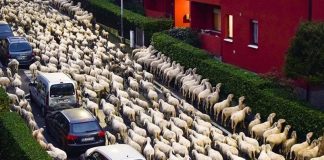 Pecore attraversano Lecco e fanno scorpacciata di siepi in centro