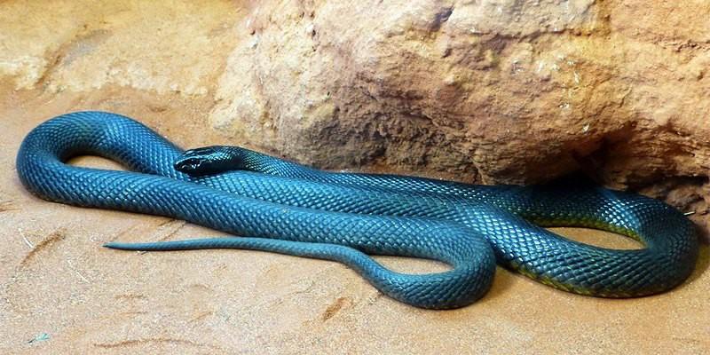 serpenti più velenosi al mondo per gli uomini