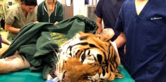 Tigre operata a Lodi per un tumore