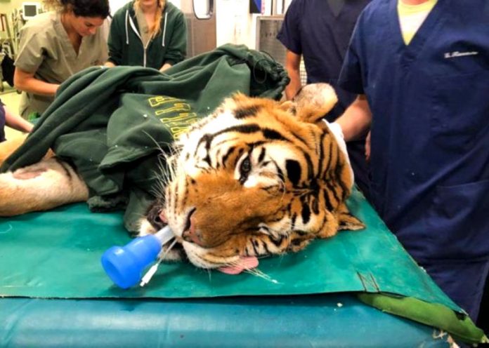 Tigre operata a Lodi per un tumore