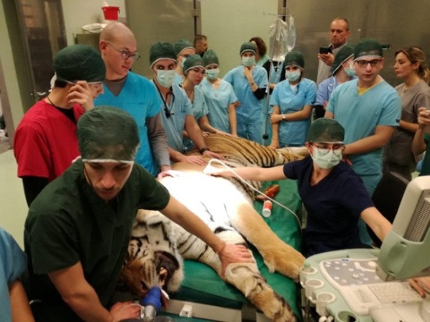 la tigre sottoposta in anestesia in sala opertaoria