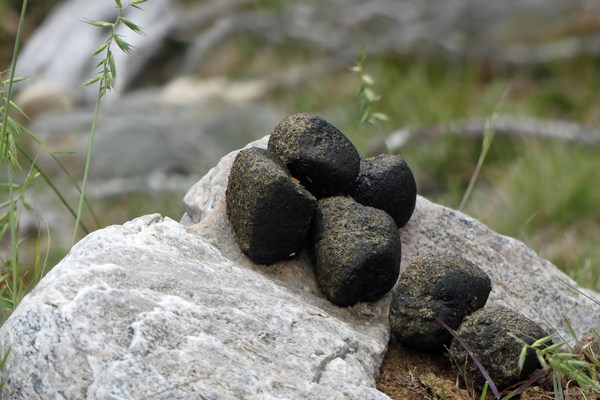 Cubetti di cacca quadrata fatta da un vombato