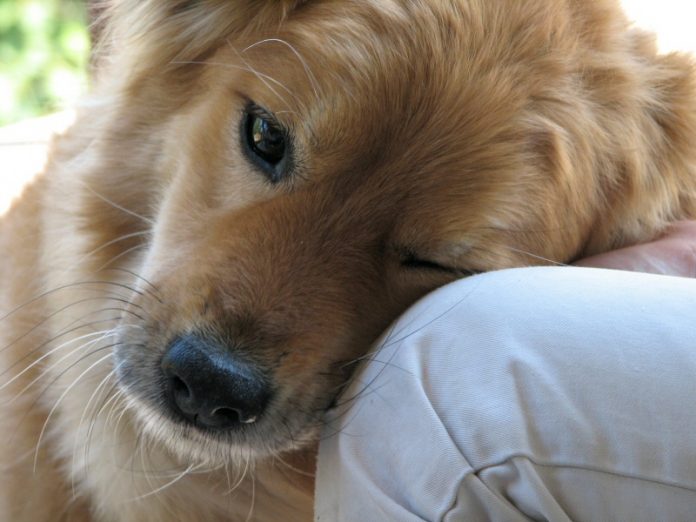 amore filiare verso il proprio cane o animale