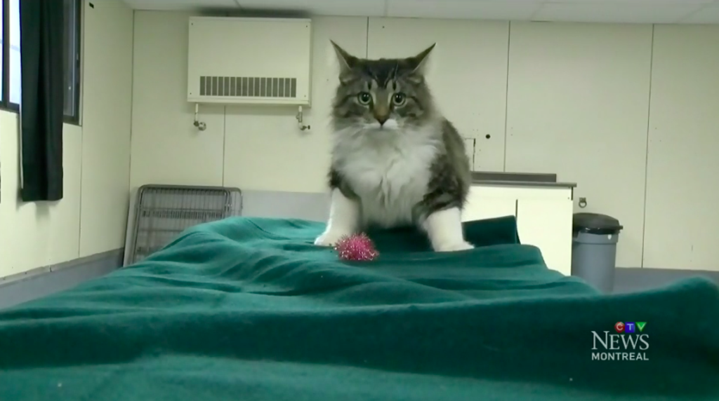 il gatto baloo ha viaggiato per 17 ore dentro un pacco