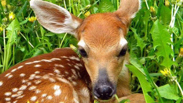 cucciolo di cerbiatto rimasto solo