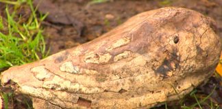 Cane scava una buca in giardino e trova un dente fossile di mammut