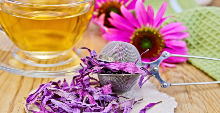 echinacea, tisana naturale per mal di gola e sistema immunitario