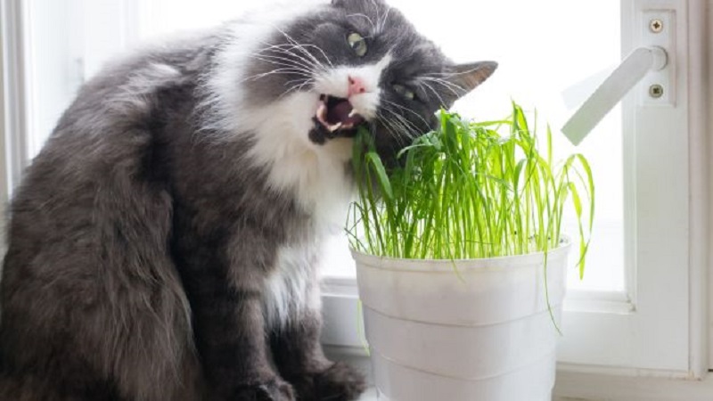 l'erba gatta per i felini è una vera droga