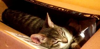 Gatto si nasconde in un pacco natalizio e viene spedito per 1200 km