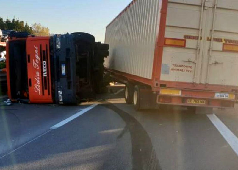 Tir con 7 tigri si ribalta sulla A30, e riesplode la polemica sugli animali da circo