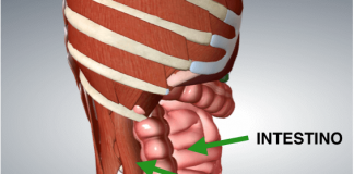 Psoas, il muscolo dell'anima. Ecco come allenarlo per combattere ansia e stress